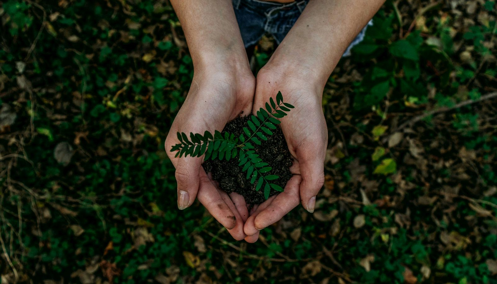 Afforestation Programs
